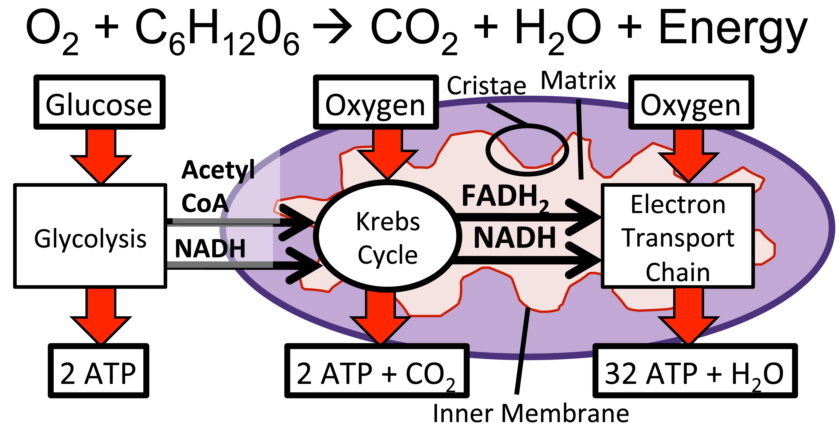 What Happens To All The Carbon And Oxygen Atoms In Glucose During Aerobic Respiration Socratic