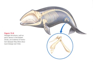 whale-vestigial-structure